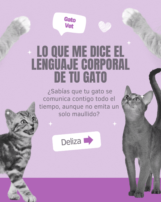 Carrusel · Lenguaje corporal del gato